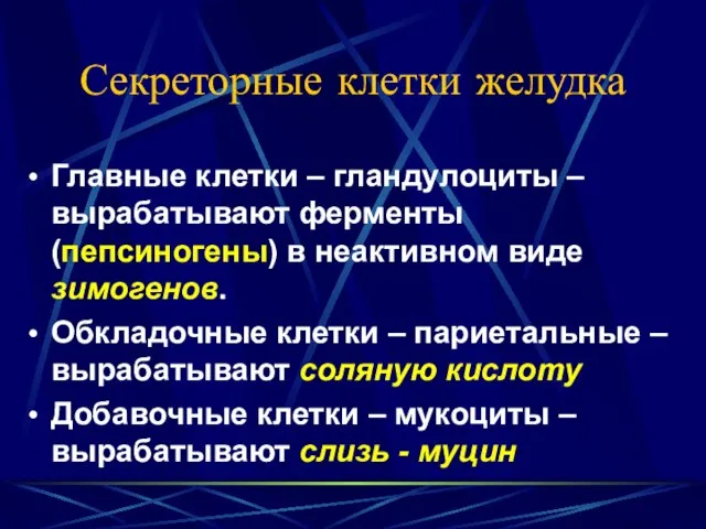 Секреторные клетки желудка Главные клетки – гландулоциты – вырабатывают ферменты (пепсиногены) в