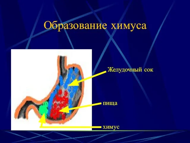 Образование химуса пища Желудочный сок химус