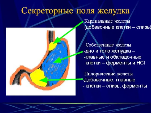 Секреторные поля желудка Кардиальные железы (добавочные клетки – слизь) Собственные железы дно