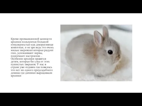 Кроме промышленной ценности кролики пользуются большой популярностью как декоративные животные, и не