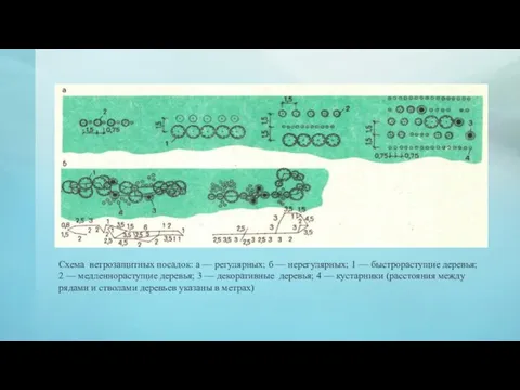 Схема ветрозащитных посадок: а — регулярных; б — нерегулярных; 1 — быстрорастущие