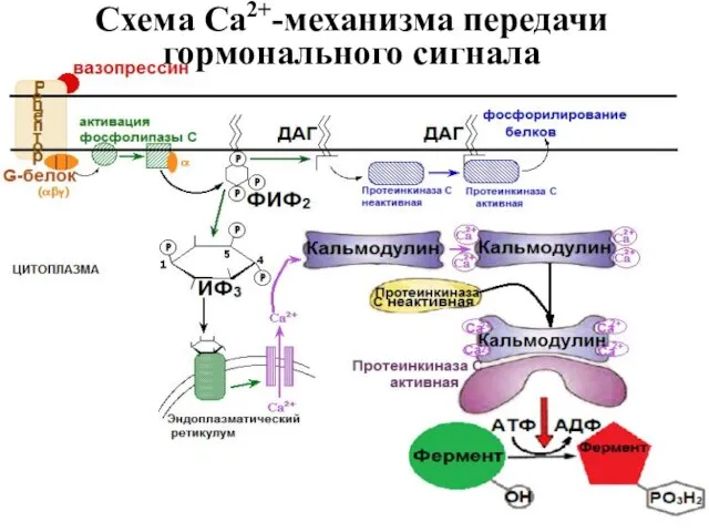 Схема Са2+-механизма передачи гормонального сигнала