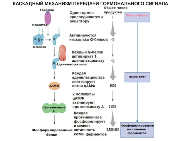 КАСКАДНЫЙ МЕХАНИЗМ ПЕРЕДАЧИ ГОРМОНАЛЬНОГО СИГНАЛА