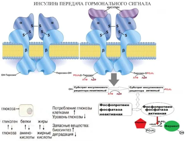 ИНСУЛИН: ПЕРЕДАЧА ГОРМОНАЛЬНОГО СИГНАЛА