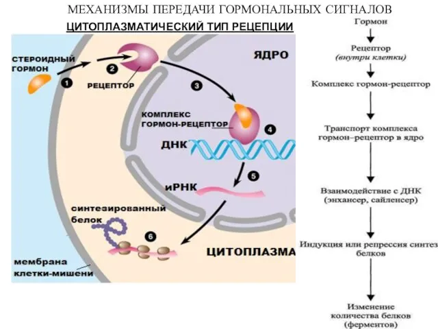 ЦИТОПЛАЗМАТИЧЕСКИЙ ТИП РЕЦЕПЦИИ МЕХАНИЗМЫ ПЕРЕДАЧИ ГОРМОНАЛЬНЫХ СИГНАЛОВ