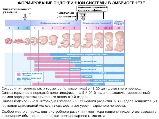 ФОРМИРОВАНИЕ ЭНДОКРИННОЙ СИСТЕМЫ В ЭМБРИОГЕНЕЗЕ Секреция интестинальных гормонов (кл.кишечника) с 18-20 дня