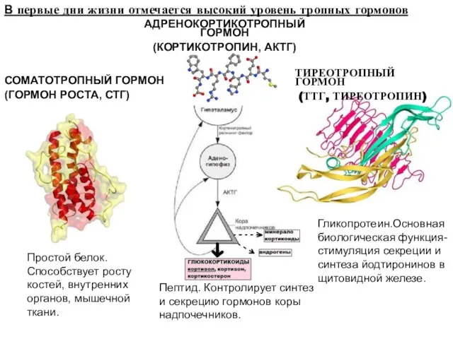 В первые дни жизни отмечается высокий уровень тропных гормонов СОМАТОТРОПНЫЙ ГОРМОН (ГОРМОН