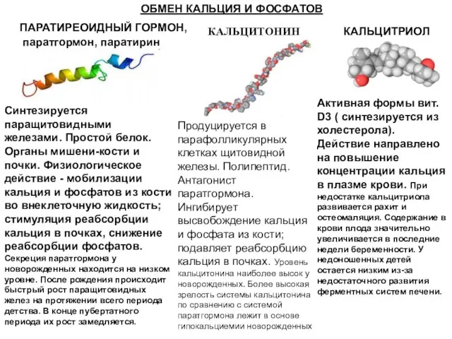 ОБМЕН КАЛЬЦИЯ И ФОСФАТОВ ПАРАТИРЕОИДНЫЙ ГОРМОН, паратгормон, паратирин Синтезируется паращитовидными железами. Простой