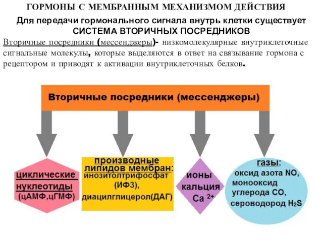 Для передачи гормонального сигнала внутрь клетки существует СИСТЕМА ВТОРИЧНЫХ ПОСРЕДНИКОВ Вторичные посредники