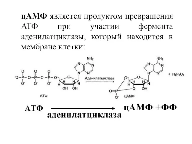 цАМФ является продуктом превращения АТФ при участии фермента аденилатциклазы, который находится в мембране клетки: