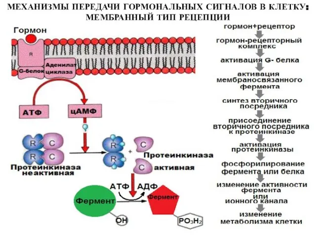 МЕХАНИЗМЫ ПЕРЕДАЧИ ГОРМОНАЛЬНЫХ СИГНАЛОВ В КЛЕТКУ: МЕМБРАННЫЙ ТИП РЕЦЕПЦИИ