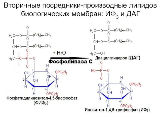 Вторичные посредники-производные липидов биологических мембран: ИФ3 и ДАГ