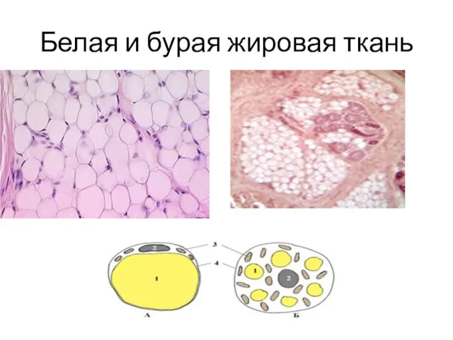 Белая и бурая жировая ткань