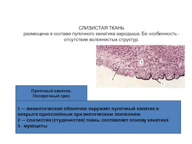 СЛИЗИСТАЯ ТКАНЬ размещена в составе пупочного канатика зародыша. Ее особенность - отсутствие