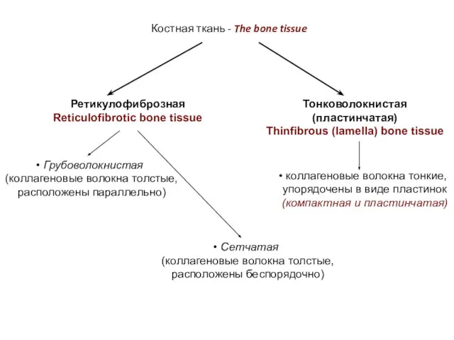Костная ткань - The bone tissue Ретикулофиброзная Reticulofibrotic bone tissue Тонковолокнистая (пластинчатая)