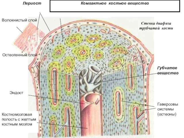 Остеогенный слой Волокнистый слой Периост Костномозговая полость с желтым костным мозгом Эндост