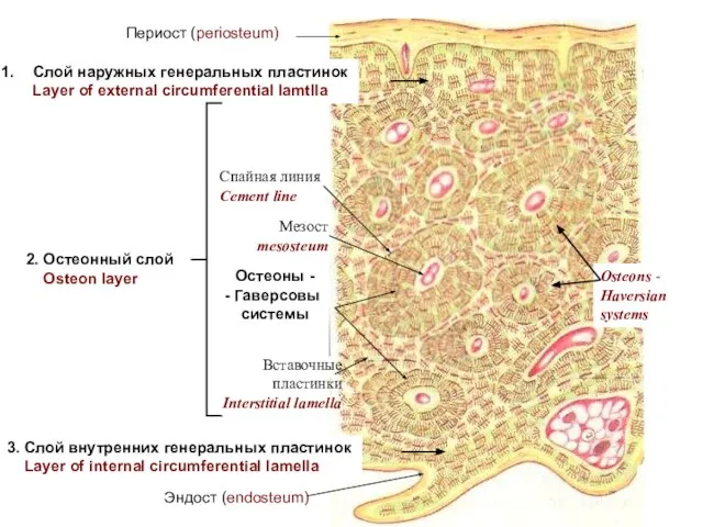 Слой наружных генеральных пластинок Layer of external circumferential lamtlla 3. Слой внутренних