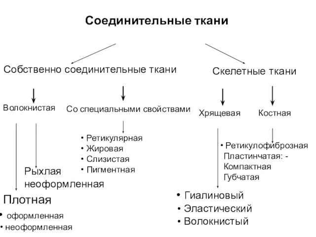 Соединительные ткани Собственно соединительные ткани Скелетные ткани Волокнистая Со специальными свойствами Хрящевая