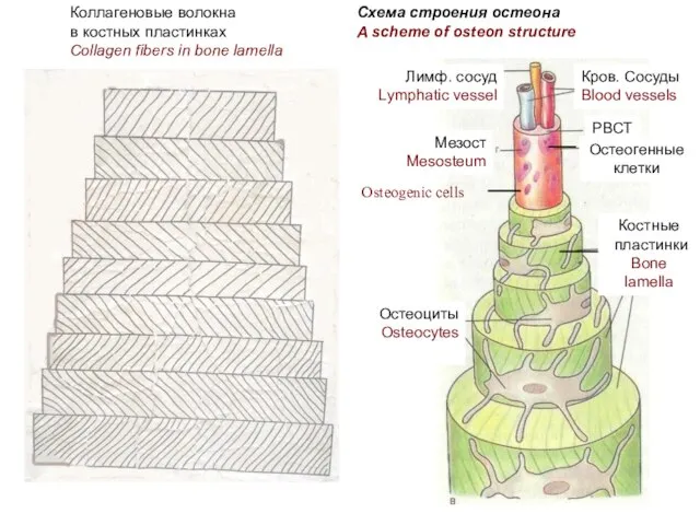 Схема строения остеона A scheme of osteon structure Кров. Сосуды Blood vessels