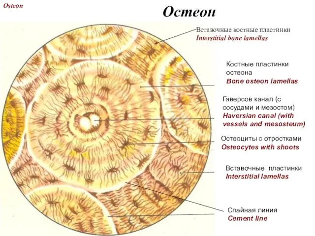 Остеон Спайная линия Cement line Вставочные пластинки Interstitial lamellas Костные пластинки остеона