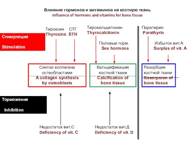 Влияние гормонов и витаминов на костную ткань Influence of hormons and vitamins