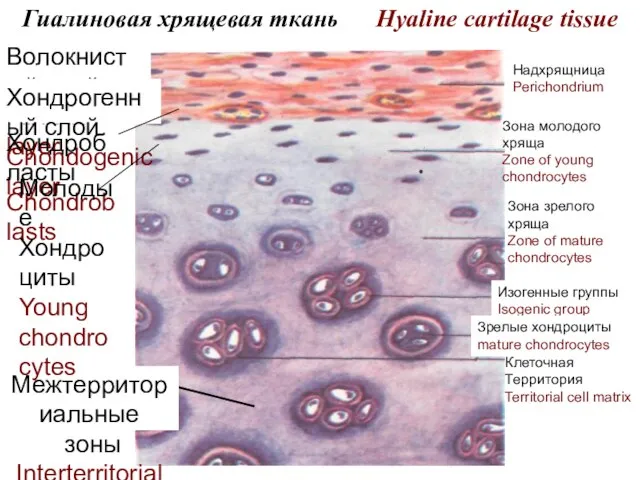 Гиалиновая хрящевая ткань Hyaline cartilage tissue Надхрящница Perichondrium Зона молодого хряща Zone