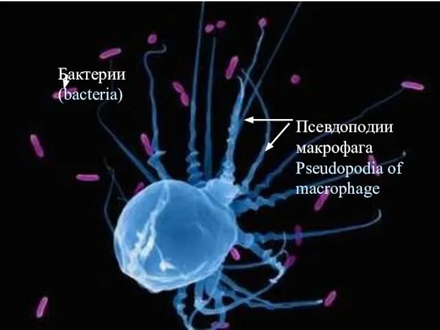 Бактерии (bacteria) Псевдоподии макрофага Pseudopodia of macrophage