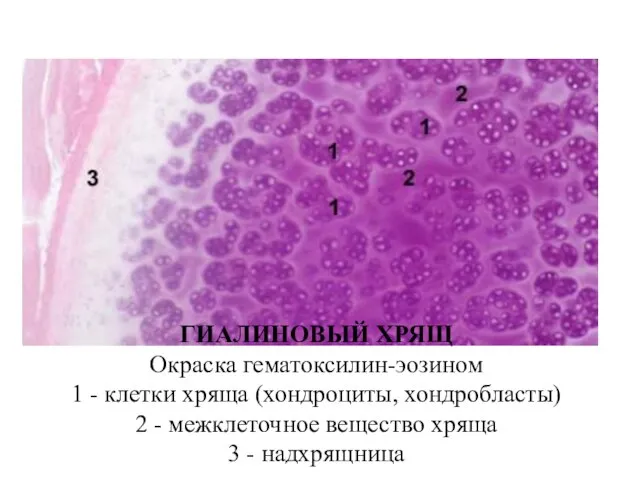 ГИАЛИНОВЫЙ ХРЯЩ Окраска гематоксилин-эозином 1 - клетки хряща (хондроциты, хондробласты) 2 -