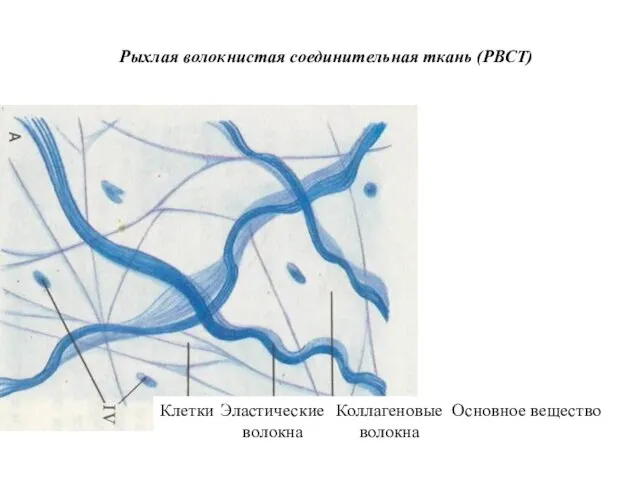 Рыхлая волокнистая соединительная ткань (РВСТ) Клетки Эластические волокна Коллагеновые волокна Основное вещество
