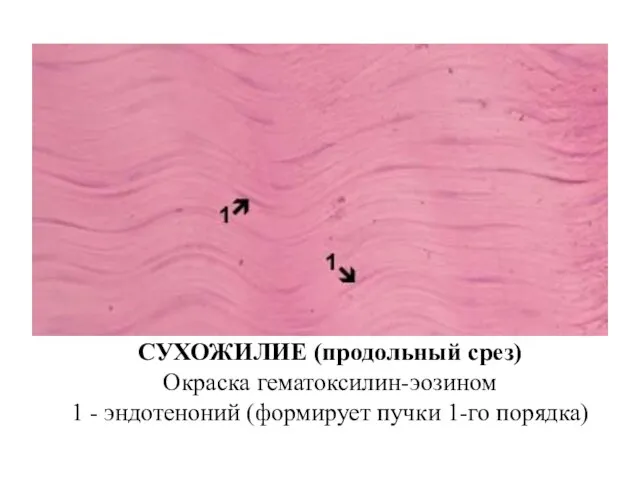 СУХОЖИЛИЕ (продольный срез) Окраска гематоксилин-эозином 1 - эндотеноний (формирует пучки 1-го порядка)
