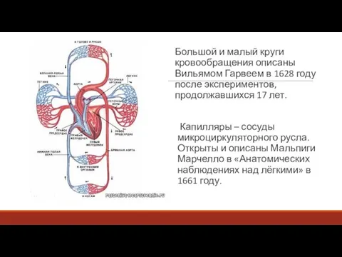 Большой и малый круги кровообращения описаны Вильямом Гарвеем в 1628 году после