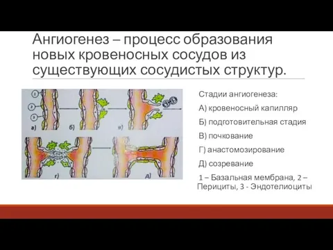 Ангиогенез – процесс образования новых кровеносных сосудов из существующих сосудистых структур. Стадии