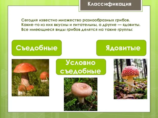 Съедобные Классификация Сегодня известно множество разнообразных грибов. Какие-то из них вкусны и