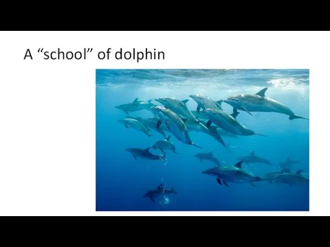 A “school” of dolphin