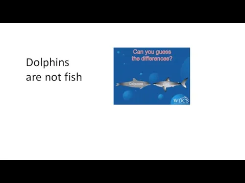 Dolphins are not fish