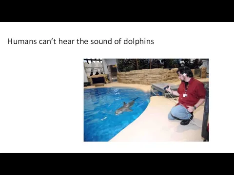 Humans can’t hear the sound of dolphins