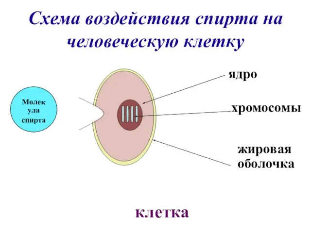 Схема воздействия спирта на человеческую клетку Молекула спирта клетка жировая оболочка хромосомы ядро