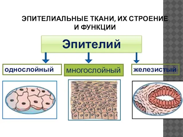 ЭПИТЕЛИАЛЬНЫЕ ТКАНИ, ИХ СТРОЕНИЕ И ФУНКЦИИ Эпителий однослойный многослойный железистый