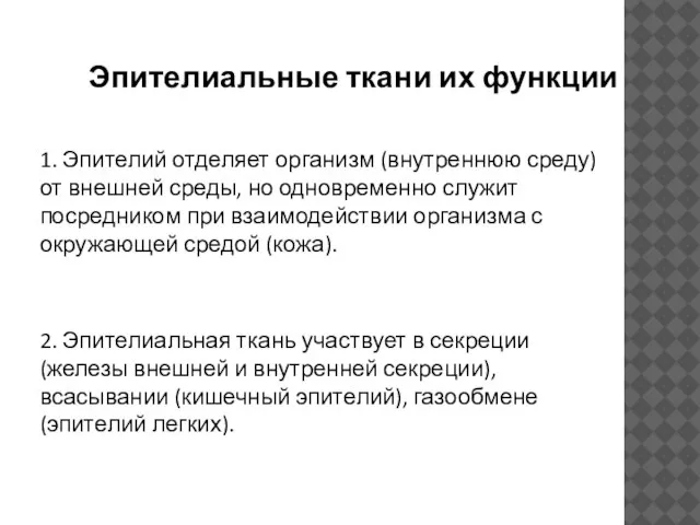 Эпителиальные ткани их функции 1. Эпителий отделяет организм (внутреннюю среду) от внешней