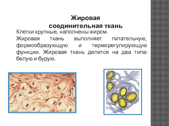 Жировая соединительная ткань Клетки крупные, наполнены жиром. Жировая ткань выполняет питательную, формообразующую