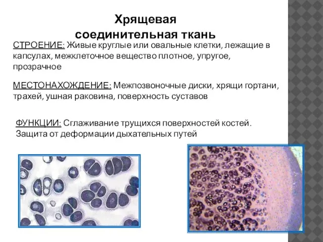 Хрящевая соединительная ткань СТРОЕНИЕ: Живые круглые или овальные клетки, лежащие в капсулах,