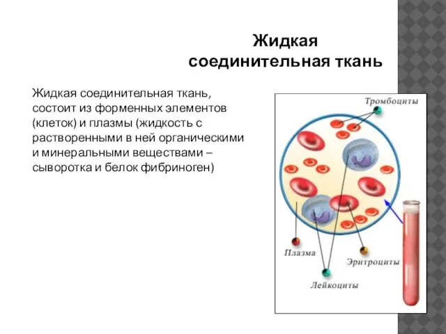 Жидкая соединительная ткань Жидкая соединительная ткань, состоит из форменных элементов (клеток) и