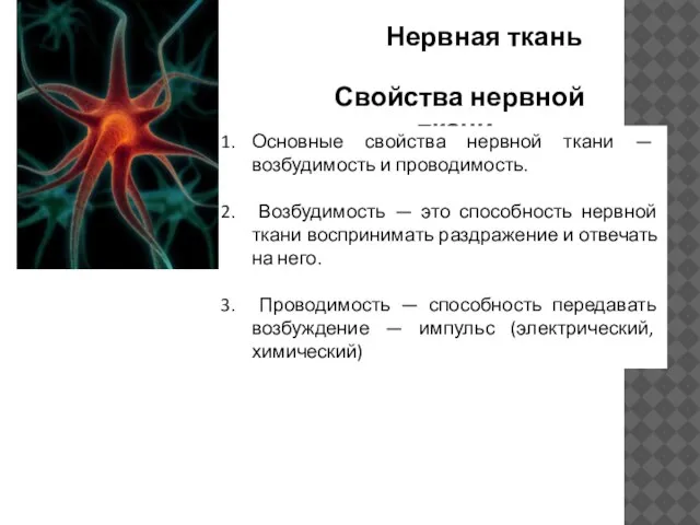 Свойства нервной ткани: Основные свойства нервной ткани — возбудимость и проводимость. Возбудимость