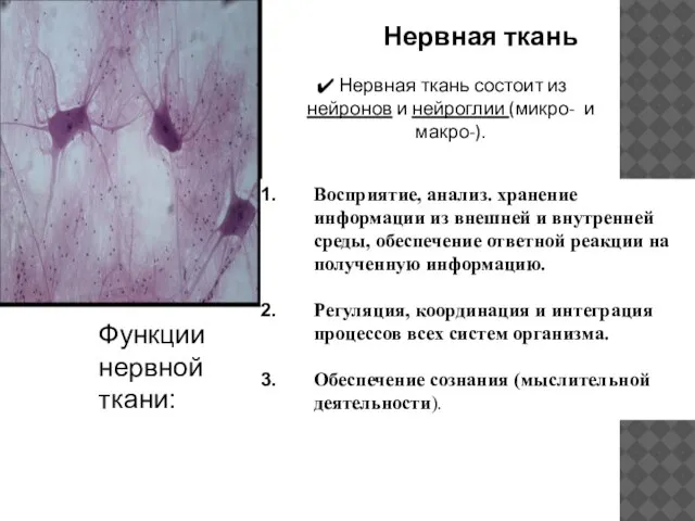 Нервная ткань Нервная ткань состоит из нейронов и нейроглии (микро- и макро-).