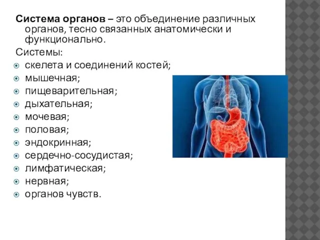 Система органов – это объединение различных органов, тесно связанных анатомически и функционально.