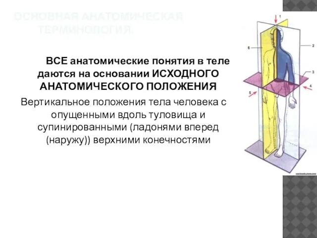 ВСЕ анатомические понятия в теле даются на основании ИСХОДНОГО АНАТОМИЧЕСКОГО ПОЛОЖЕНИЯ Вертикальное