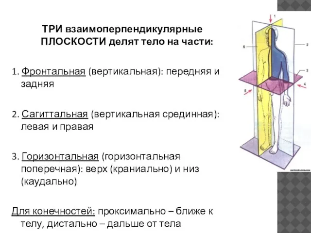 ТРИ взаимоперпендикулярные ПЛОСКОСТИ делят тело на части: 1. Фронтальная (вертикальная): передняя и