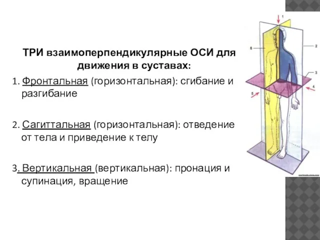 ТРИ взаимоперпендикулярные ОСИ для движения в суставах: 1. Фронтальная (горизонтальная): сгибание и