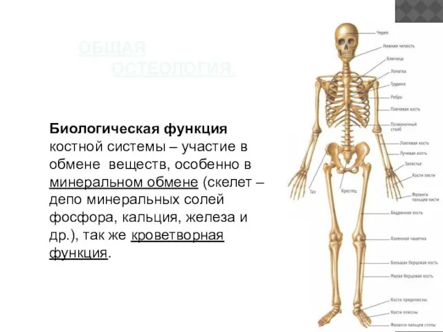 ОБЩАЯ ОСТЕОЛОГИЯ. Биологическая функция костной системы – участие в обмене веществ, особенно