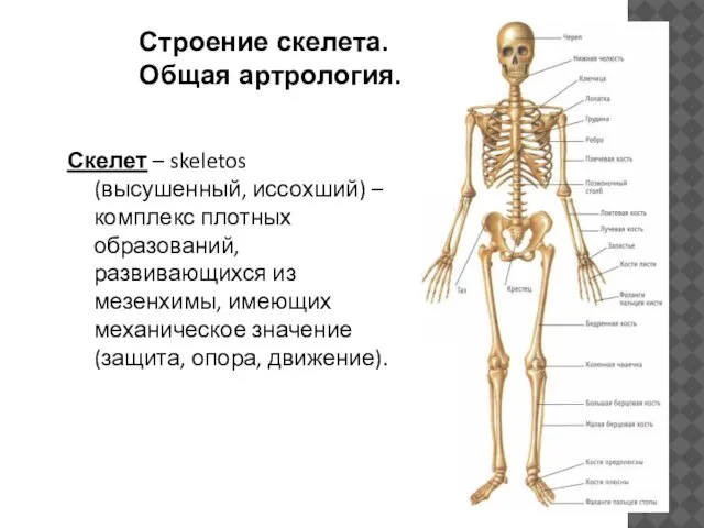 Скелет – skeletos (высушенный, иссохший) – комплекс плотных образований, развивающихся из мезенхимы,